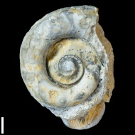 Euomphalus  sp.