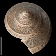 Bathrotomaria  muensteri