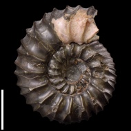 Simbirskites  sp.